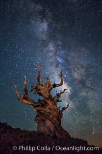 Stars and the Milky Way rise above ancient bristlecone pine trees, in the White Mountains at an elevation of 10,000' above sea level.  These are some of the oldest trees in the world, reaching 4000 years in age, Pinus longaeva, Ancient Bristlecone Pine Forest, White Mountains, Inyo National Forest