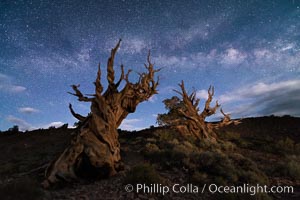 Stars and the Milky Way over ancient bristlecone pine trees, in the White Mountains at an elevation of 10,000' above sea level. These are some of the oldest trees in the world, some exceeding 4000 years in age, Pinus longaeva, Ancient Bristlecone Pine Forest, White Mountains, Inyo National Forest