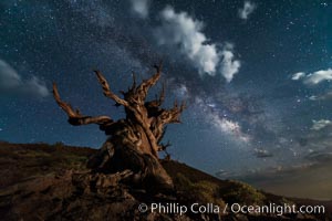 Stars, moonlit clouds and the Milky Way over ancient bristlecone pine trees, in the White Mountains at an elevation of 10,000' above sea level. These are some of the oldest trees in the world, some exceeding 4000 years in age.