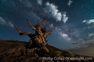 Stars, moonlit clouds and the Milky Way over ancient bristlecone pine trees, in the White Mountains at an elevation of 10,000' above sea level. These are some of the oldest trees in the world, some exceeding 4000 years in age, Pinus longaeva, Ancient Bristlecone Pine Forest, White Mountains, Inyo National Forest