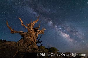 Stars and the Milky Way over ancient bristlecone pine trees, in the White Mountains at an elevation of 10,000' above sea level. These are the oldest trees in the world, some exceeding 4000 years in age, Pinus longaeva, Ancient Bristlecone Pine Forest, White Mountains, Inyo National Forest
