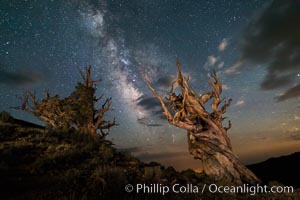 Stars and the Milky Way over ancient bristlecone pine trees, in the White Mountains at an elevation of 10,000' above sea level. These are some of the oldest trees in the world, some exceeding 4000 years in age.