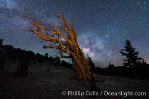Milky Way over Ancient Bristlecone Pine Trees, Inyo National Forest