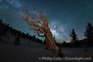 Milky Way over Ancient Bristlecone Pine Trees, Inyo National Forest, Pinus longaeva, Ancient Bristlecone Pine Forest, White Mountains, Inyo National Forest