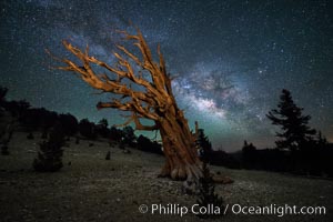 Milky Way over Ancient Bristlecone Pine Trees, Inyo National Forest, Pinus longaeva, Ancient Bristlecone Pine Forest, White Mountains, Inyo National Forest