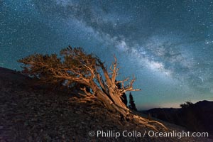 Milky Way over Ancient Bristlecone Pine Trees, Inyo National Forest, Pinus longaeva, Ancient Bristlecone Pine Forest, White Mountains, Inyo National Forest