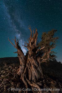 Milky Way over Ancient Bristlecone Pine Trees, Inyo National Forest, Pinus longaeva, Ancient Bristlecone Pine Forest, White Mountains, Inyo National Forest