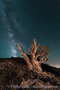 Milky Way over Ancient Bristlecone Pine Trees, Inyo National Forest, Pinus longaeva, Ancient Bristlecone Pine Forest, White Mountains, Inyo National Forest