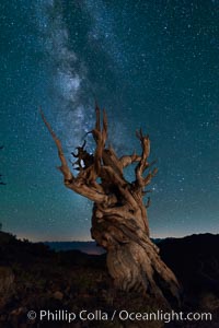 Milky Way over Ancient Bristlecone Pine Trees, Inyo National Forest, Pinus longaeva, Ancient Bristlecone Pine Forest, White Mountains, Inyo National Forest
