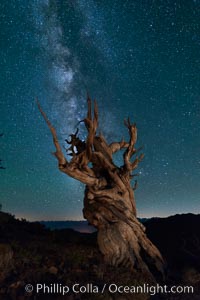 Milky Way over Ancient Bristlecone Pine Trees, Inyo National Forest, Pinus longaeva, Ancient Bristlecone Pine Forest, White Mountains, Inyo National Forest