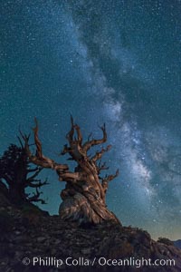 Milky Way over Ancient Bristlecone Pine Trees, Inyo National Forest, Pinus longaeva, Ancient Bristlecone Pine Forest, White Mountains, Inyo National Forest