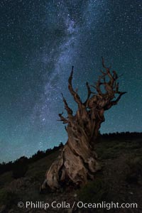 Milky Way over Ancient Bristlecone Pine Trees, Inyo National Forest, Pinus longaeva, Ancient Bristlecone Pine Forest, White Mountains, Inyo National Forest