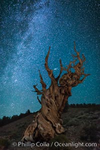 Milky Way over Ancient Bristlecone Pine Trees, Inyo National Forest