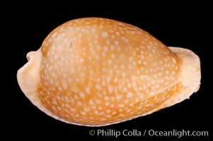 Millet Cowrie, Cypraea miliaris inocellata