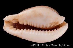 Millet Cowrie, Cypraea miliaris inocellata