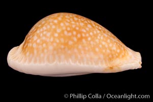 Millet Cowrie, Cypraea miliaris inocellata