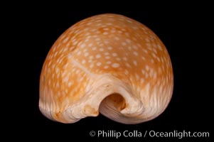 Millet Cowrie, Cypraea miliaris inocellata