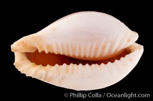 Millet Cowrie, Cypraea miliaris