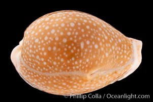 Millet Cowrie, Cypraea miliaris differens