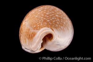 Millet Cowrie, Cypraea miliaris differens