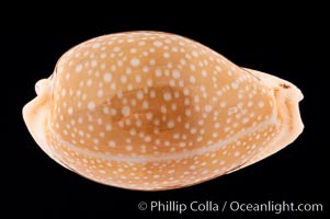 Millet Cowrie, Cypraea miliaris