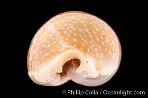 Millet Cowrie, Cypraea miliaris