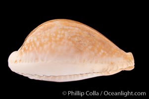 Millet Cowrie, Cypraea miliaris