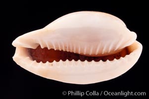 Millet Cowrie, Cypraea miliaris