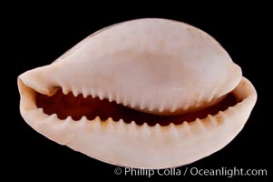 Millet Cowrie, Cypraea miliaris differens