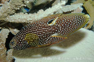 Mimic Roundhead, Calloplesiops altivelis