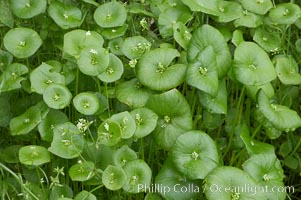 Miners lettuce, Batiquitos Lagoon, Carlsbad, Claytonia perfoliata perfoliata