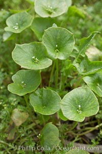 Miners lettuce, Batiquitos Lagoon, Carlsbad, Claytonia perfoliata perfoliata