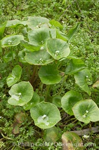 Miners lettuce, Batiquitos Lagoon, Carlsbad, Claytonia perfoliata perfoliata