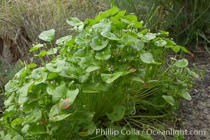 Miners lettuce, Batiquitos Lagoon, Carlsbad, Claytonia perfoliata perfoliata