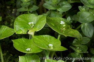 Miners lettuce, Batiquitos Lagoon, Carlsbad, Claytonia perfoliata perfoliata