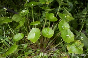 Miners lettuce, Batiquitos Lagoon, Carlsbad, Claytonia perfoliata perfoliata