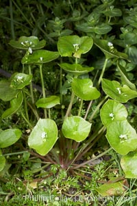 Miners lettuce, Batiquitos Lagoon, Carlsbad, Claytonia perfoliata perfoliata