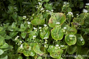 Miners lettuce, Batiquitos Lagoon, Carlsbad, Claytonia perfoliata perfoliata