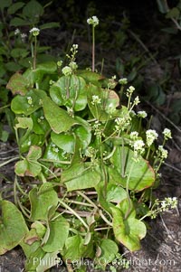 Miners lettuce, Batiquitos Lagoon, Carlsbad, Claytonia perfoliata perfoliata