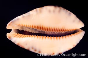 Minstrel Cowrie, Cypraea histrio