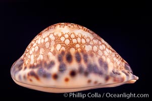 Minstrel Cowrie, Cypraea histrio