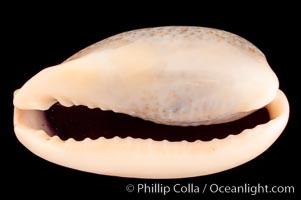 Mistaken Cowrie, Cypraea errones