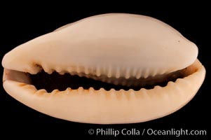 Mistaken Cowrie, Cypraea errones caerulescens