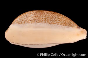 Mistaken Cowrie, Cypraea errones caerulescens