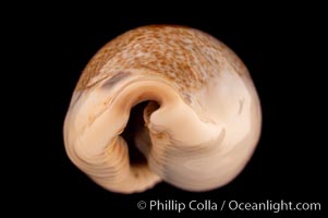 Mistaken Cowrie, Cypraea errones caerulescens