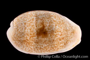 Mistaken Cowrie, Cypraea errones