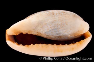 Mistaken Cowrie, Cypraea errones bimaculata