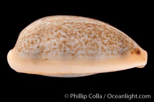 Mistaken Cowrie, Cypraea errones bimaculata