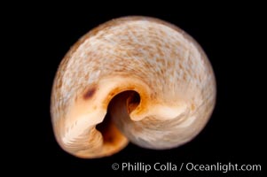 Mistaken Cowrie, Cypraea errones bimaculata