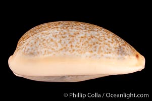 Mistaken Cowrie, Cypraea errones